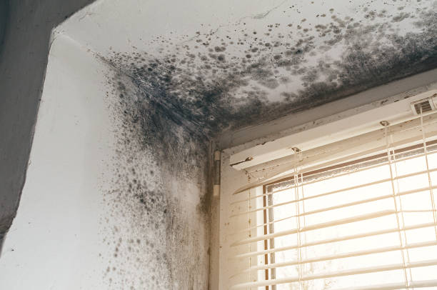 Affordable Attic Mold Remediation solutions in Far Hills, NJ